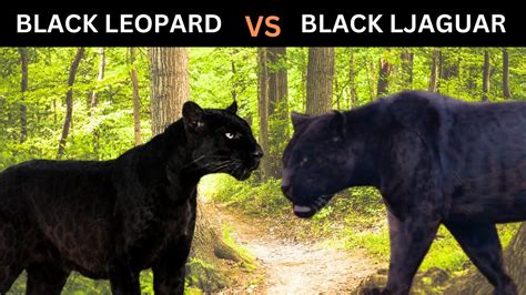 black leopard vs black jaguar